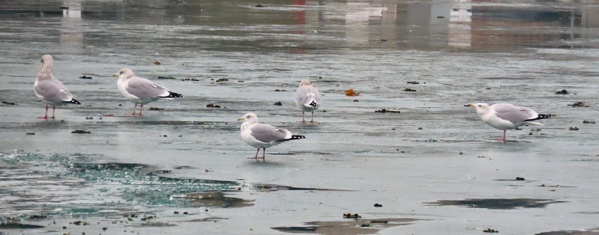 American Herring Gull - ML647532315