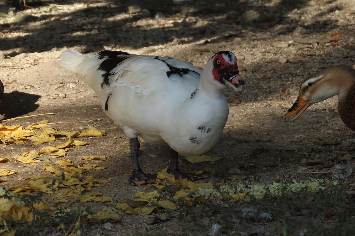 番鴨(馴化)(薑母鴨) - ML647532318