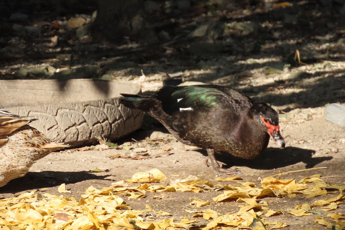 番鴨(馴化)(薑母鴨) - ML647532319