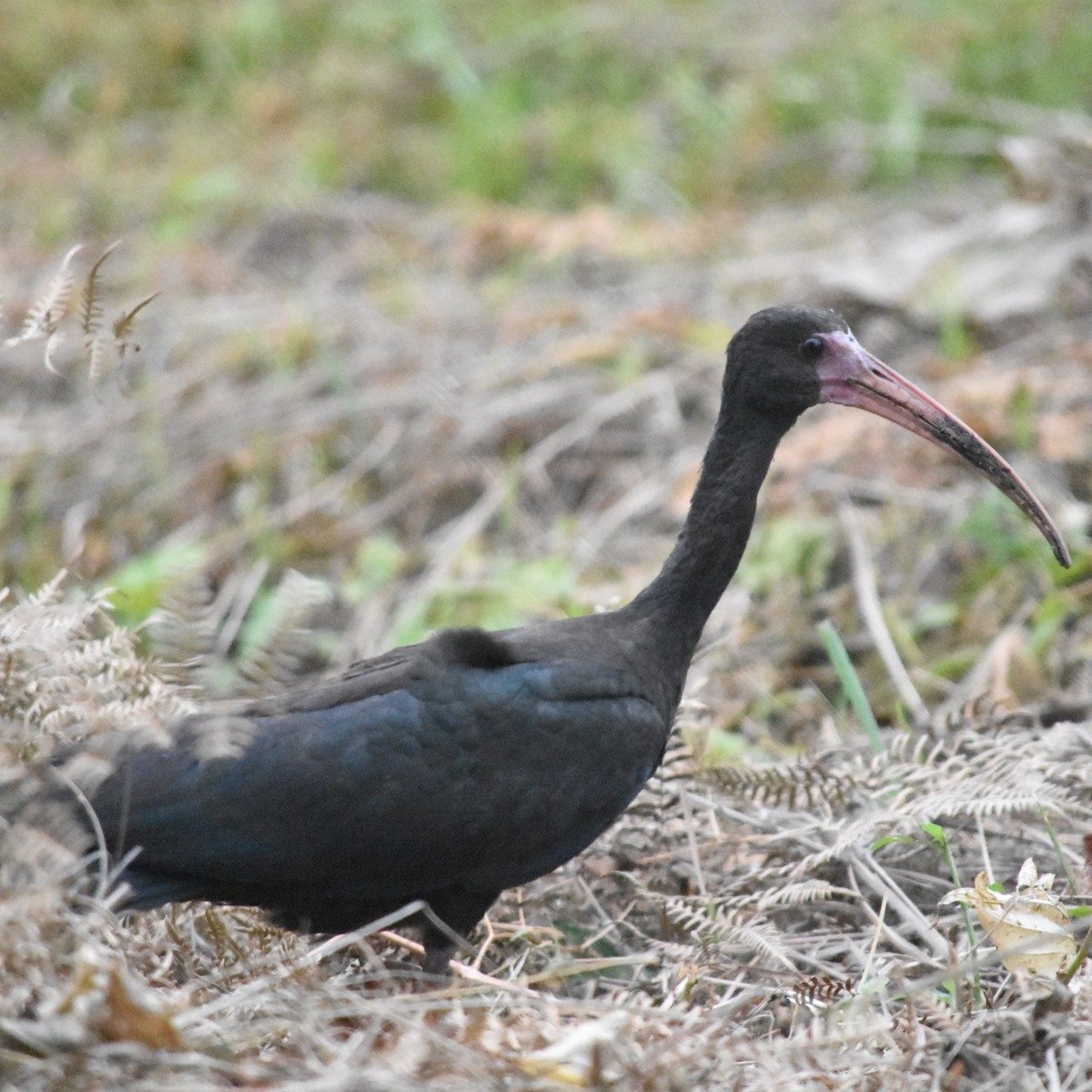 Ibis Afeitado - ML647532328