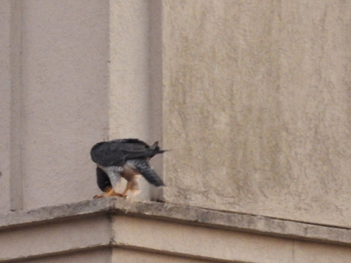 Peregrine Falcon - ML647532333