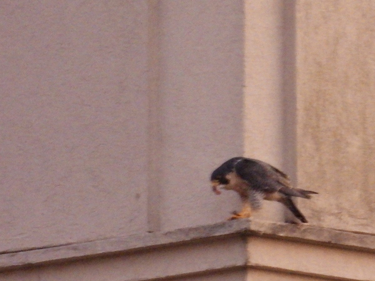 Peregrine Falcon - ML647532334