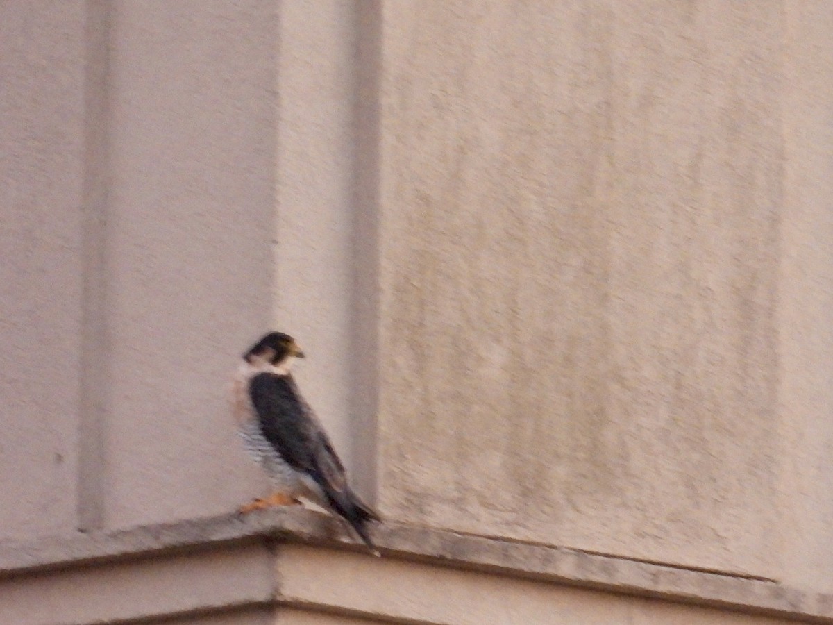 Peregrine Falcon - ML647532335
