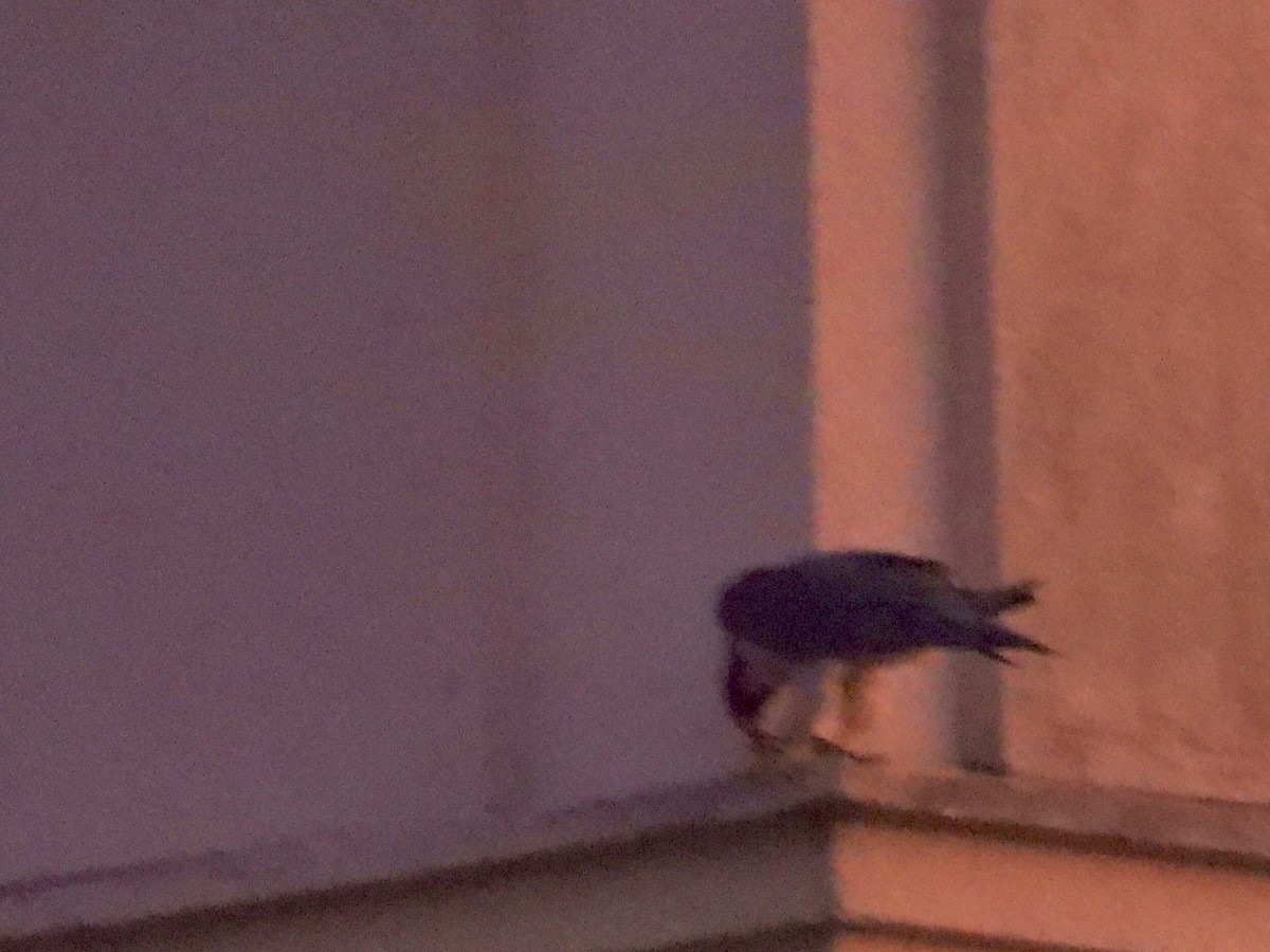 Peregrine Falcon - ML647532336