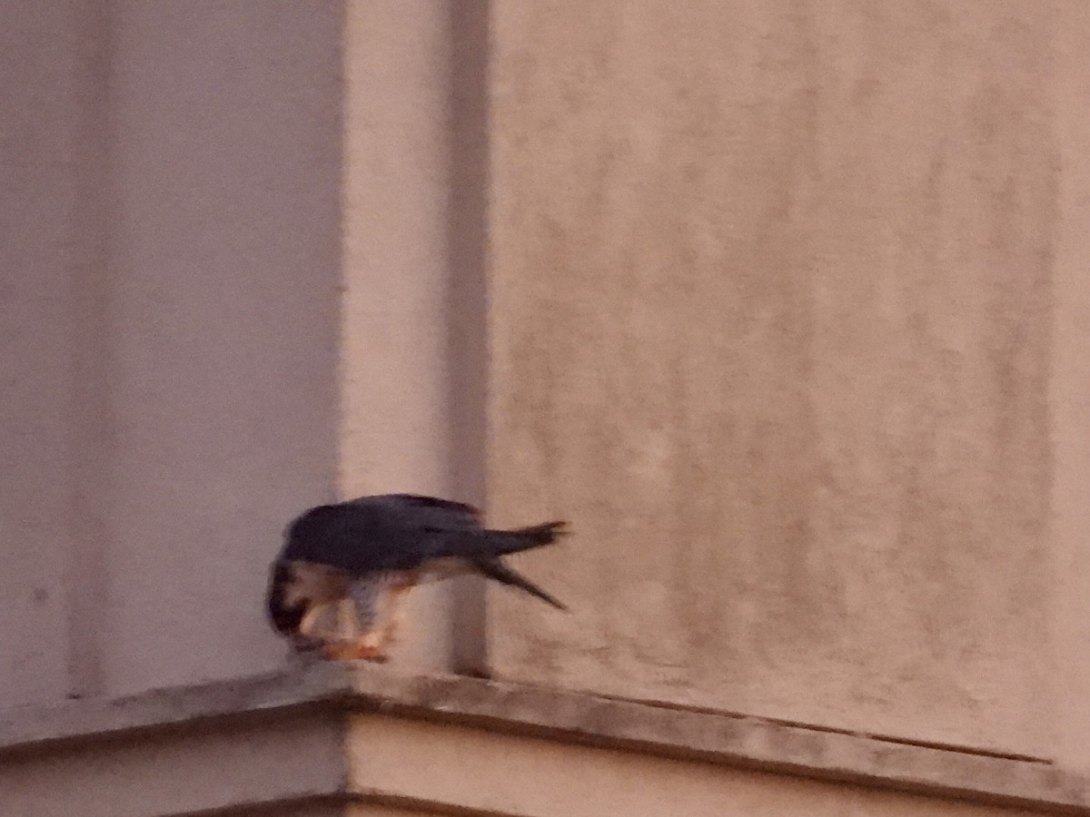 Peregrine Falcon - ML647532337