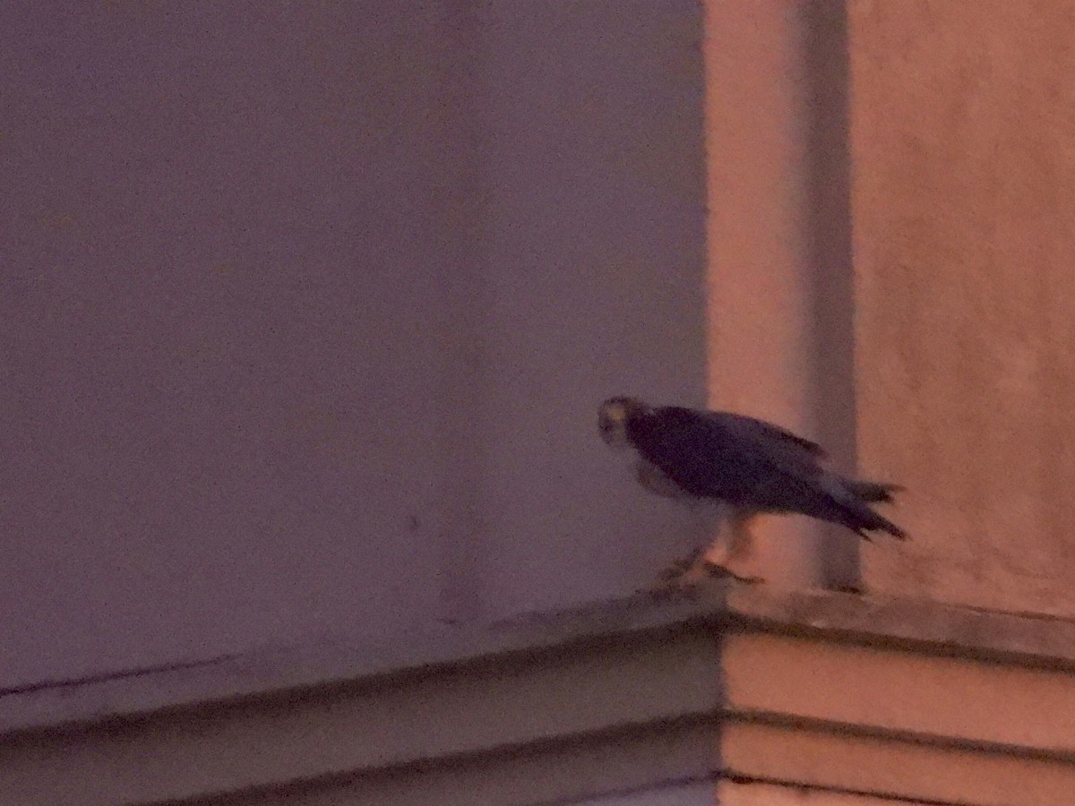 Peregrine Falcon - ML647532338