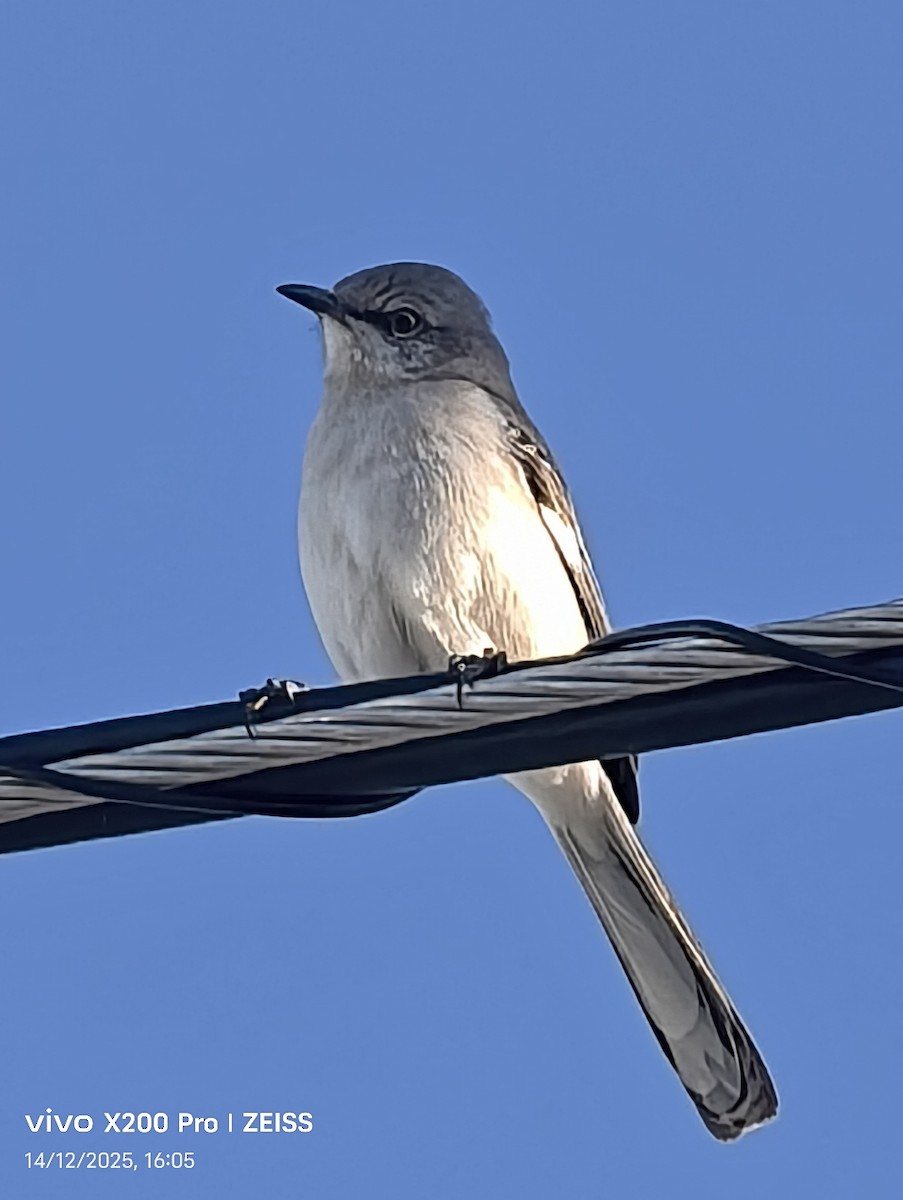 Northern Mockingbird - ML647532339