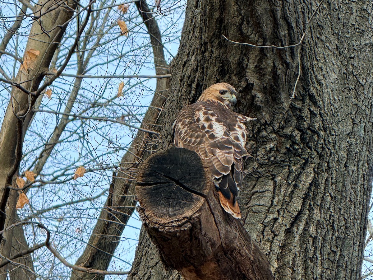 káně rudochvostá - ML647532340