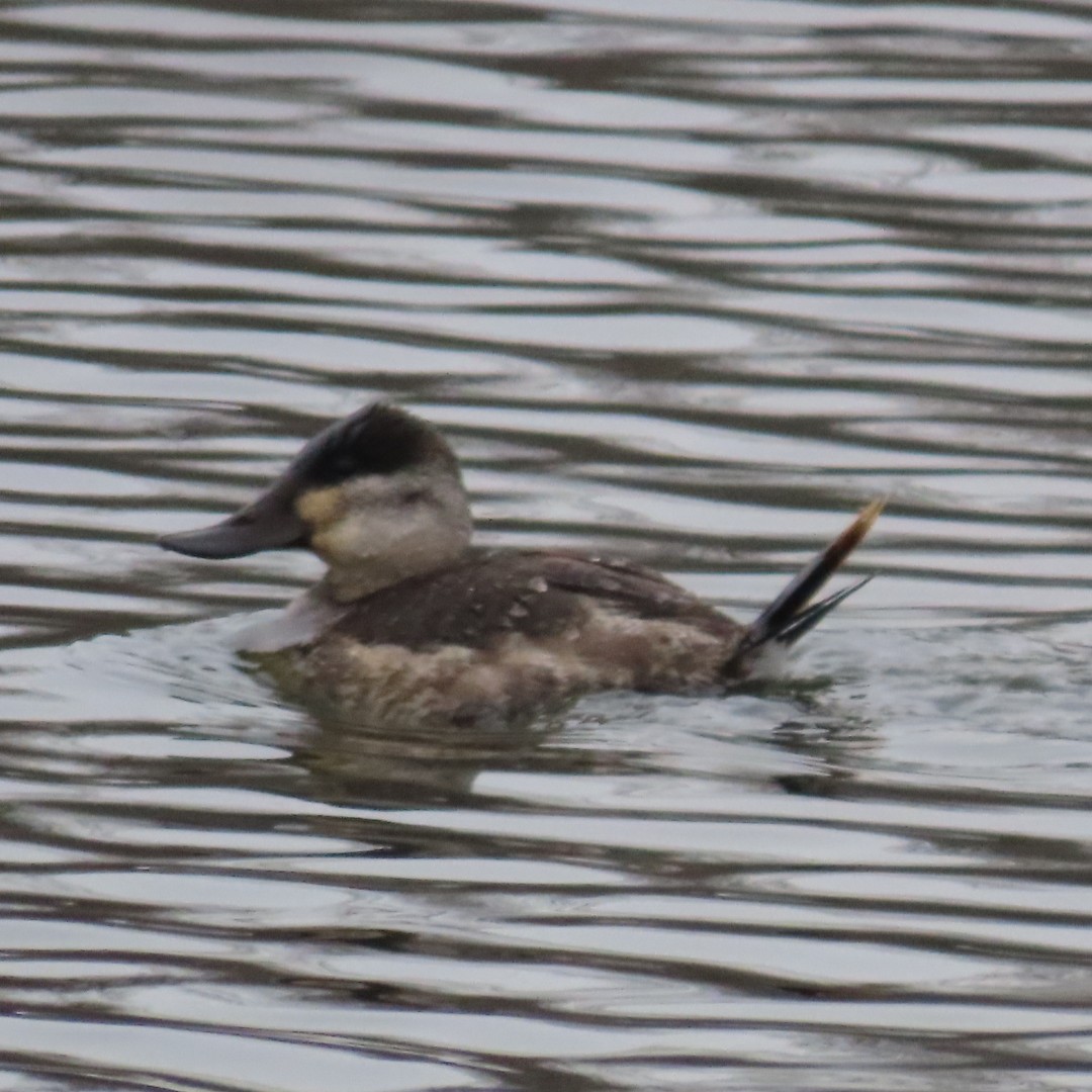 Amerika Dikkuyruğu - ML647532349