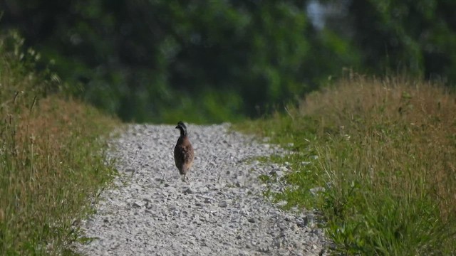 Перепелиця віргінська - ML647532363