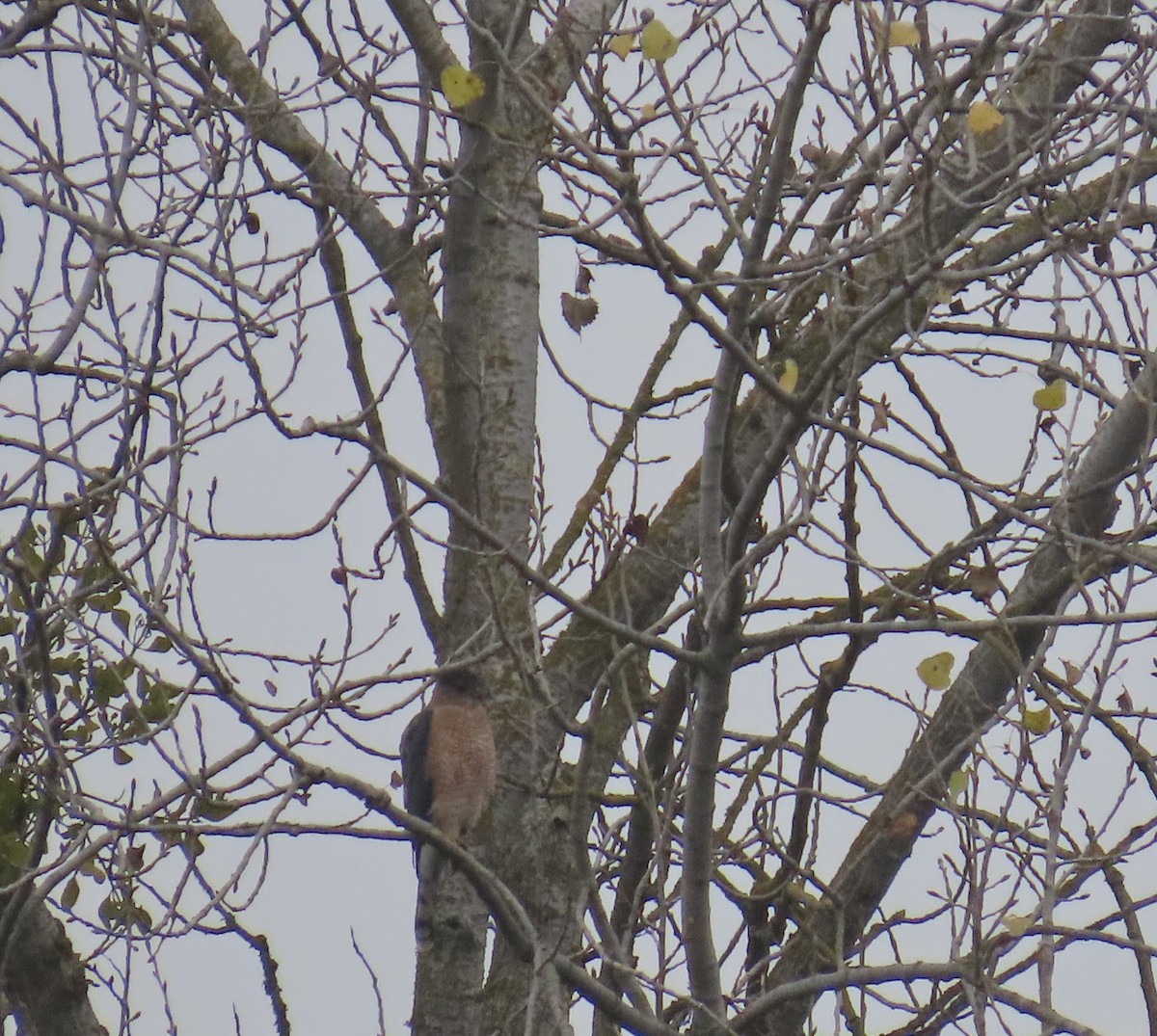 Cooper's Hawk - ML647532366