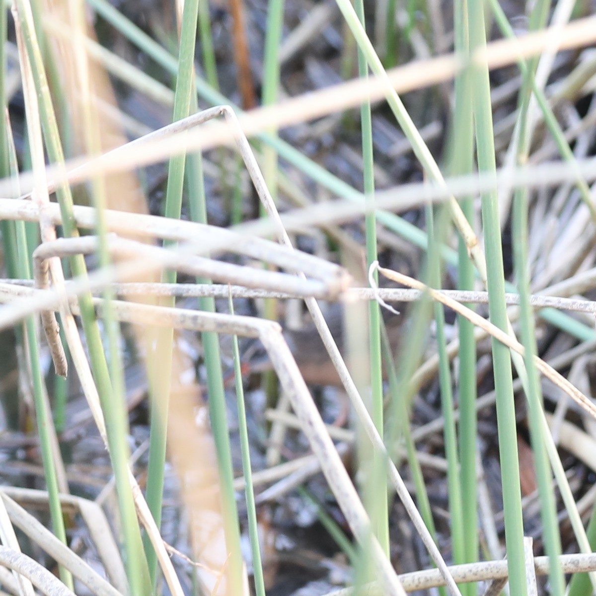 grynterikse - ML647532385