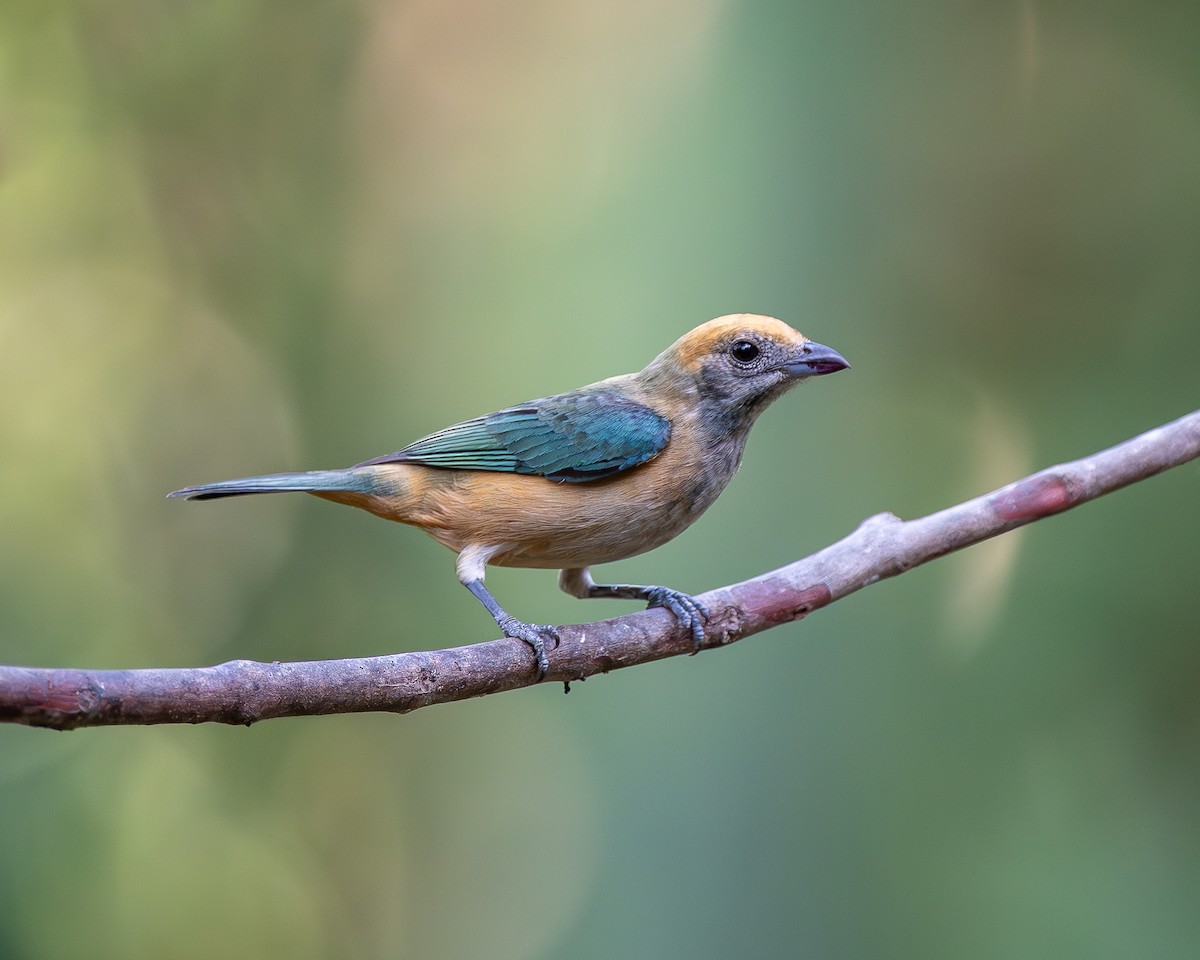 Burnished-buff Tanager - ML647532389
