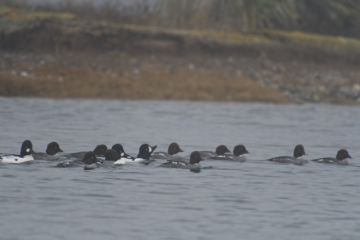 Murgilari islandiarra - ML647532402