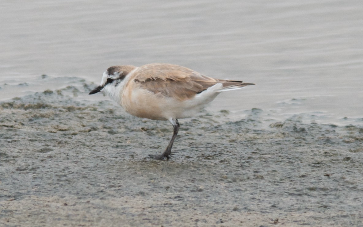 White-fronted Plover - ML647532433