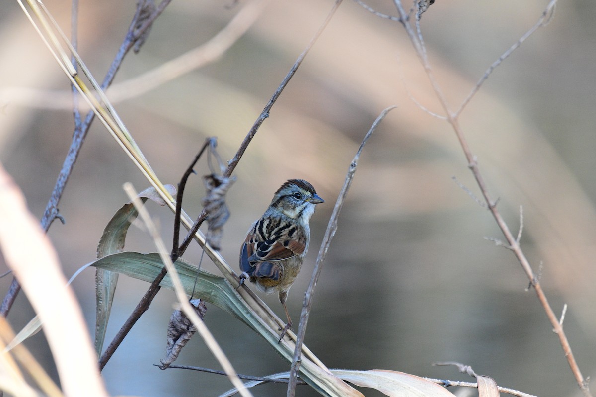 Swamp Sparrow - ML647532435