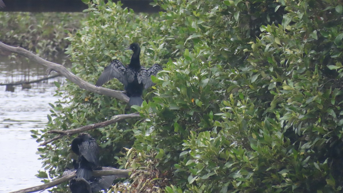 Little Black Cormorant - ML647532454