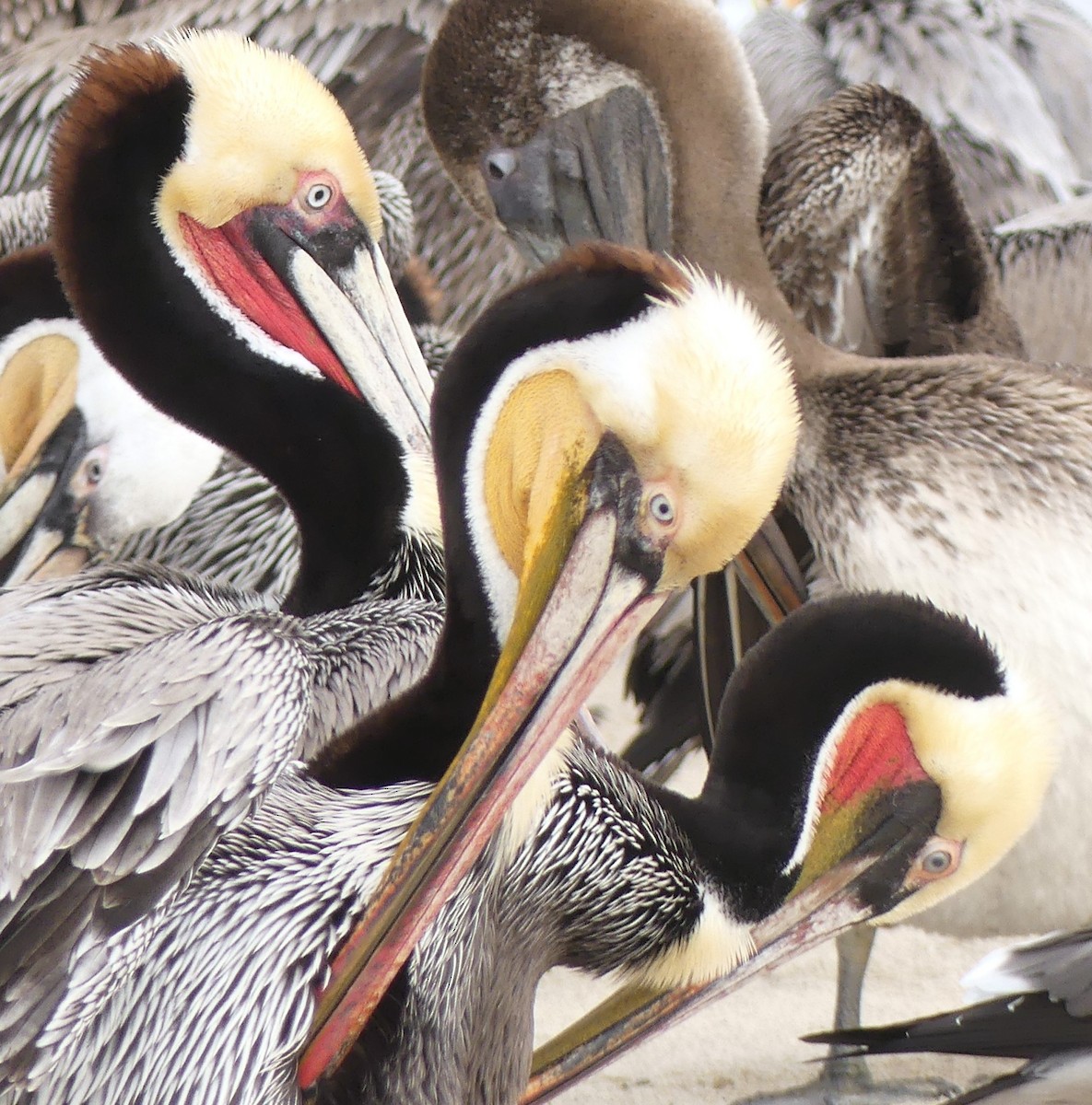 Pelikano arrea - ML647532455