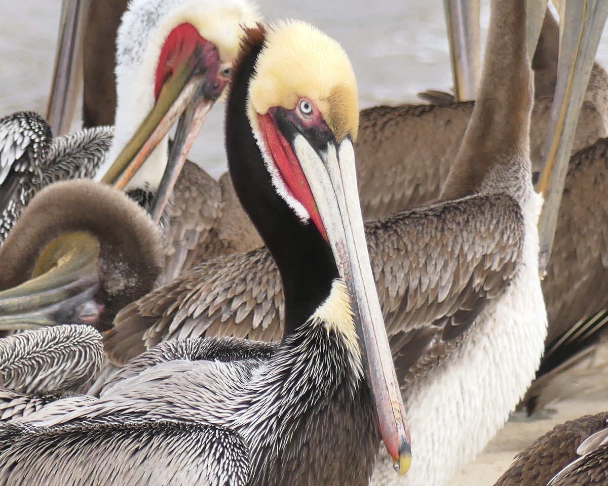 Pelikano arrea - ML647532456