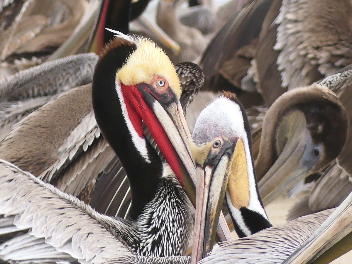 Pelikano arrea - ML647532457