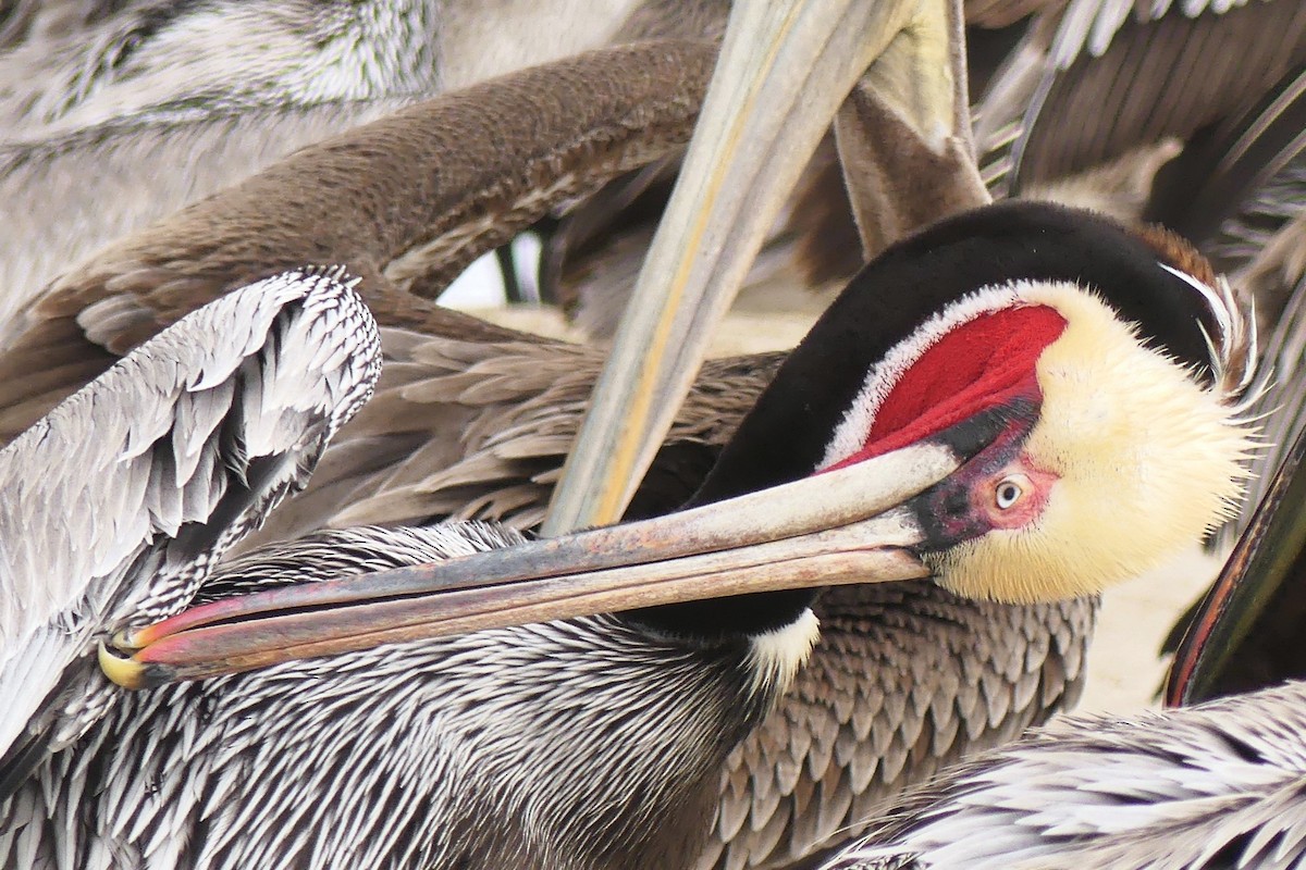 Pelikano arrea - ML647532458