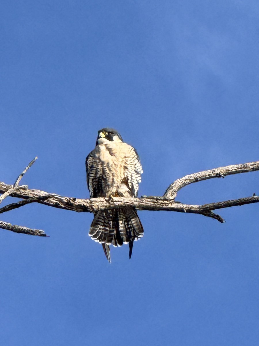 Belatz handia - ML647532459