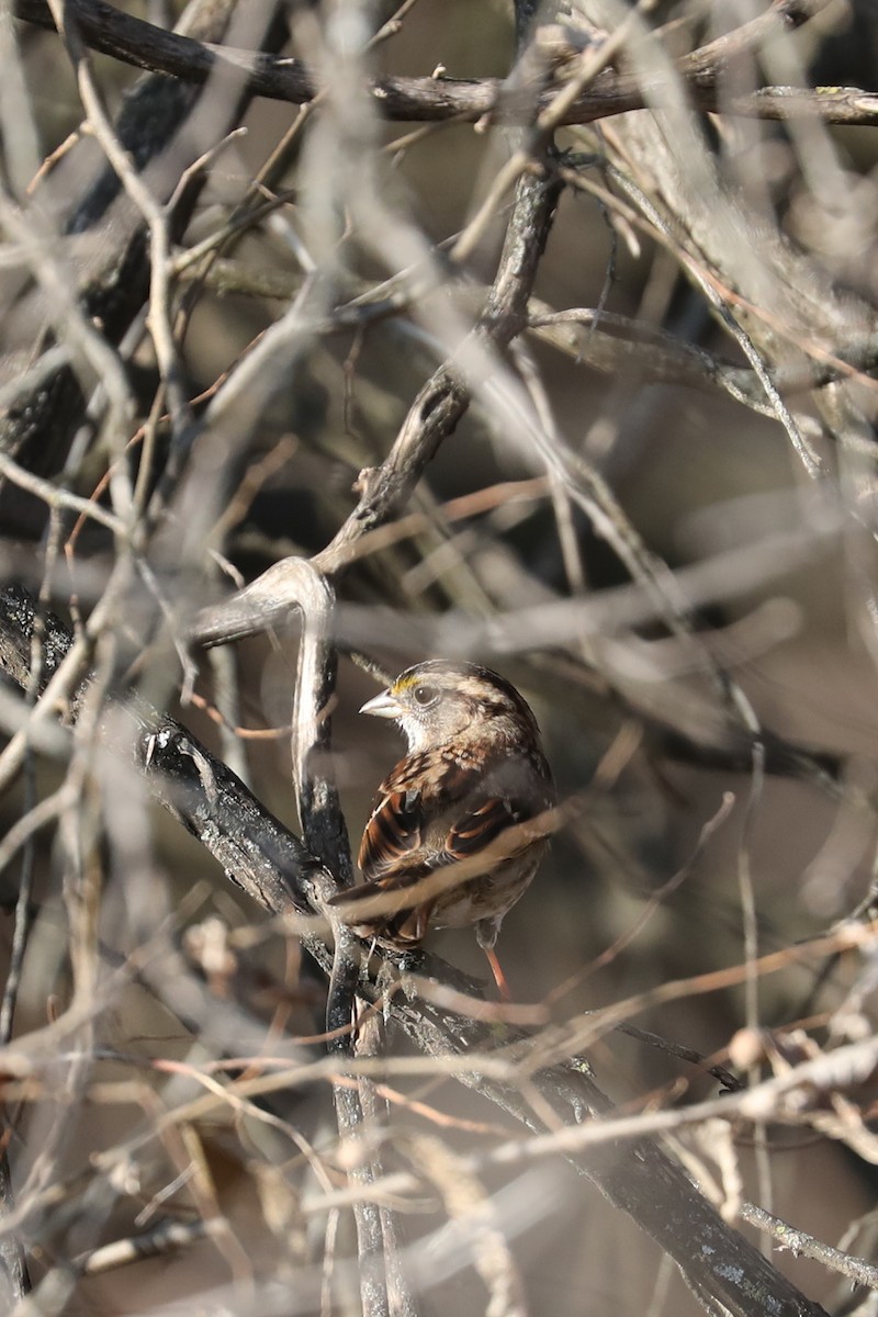 White-throated Sparrow - ML647532460