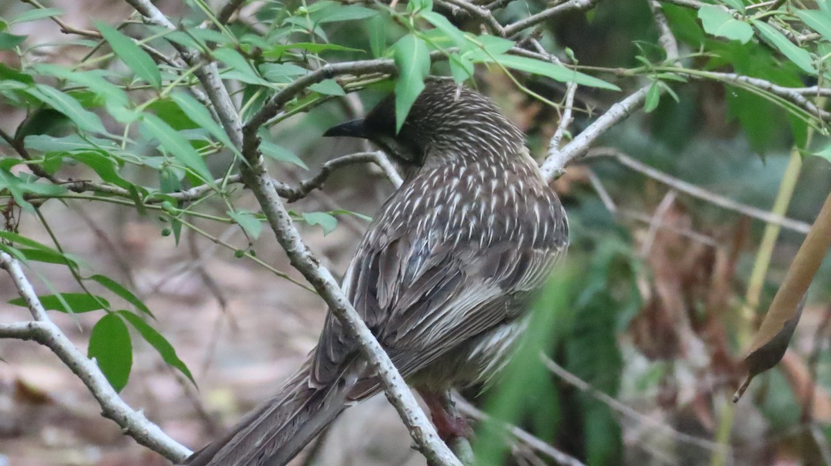 Red Wattlebird - ML647532461