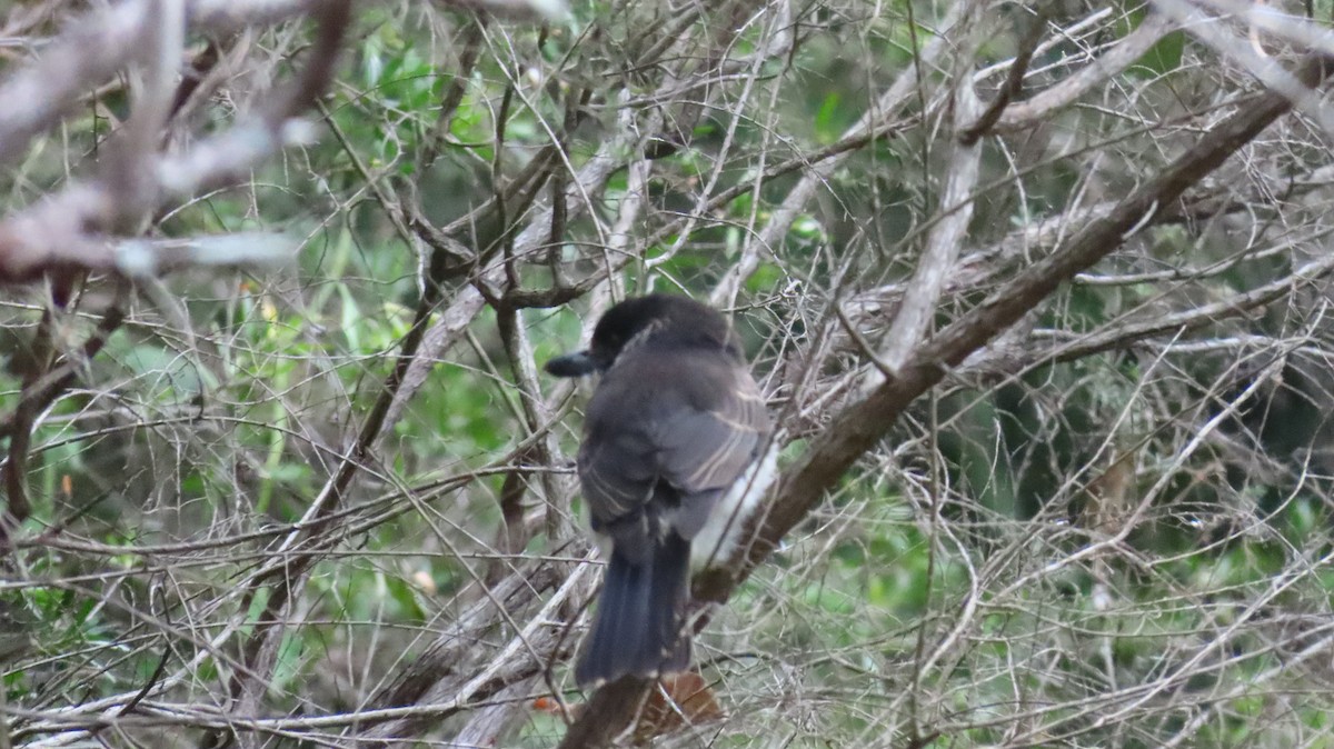 Gray Butcherbird - ML647532462