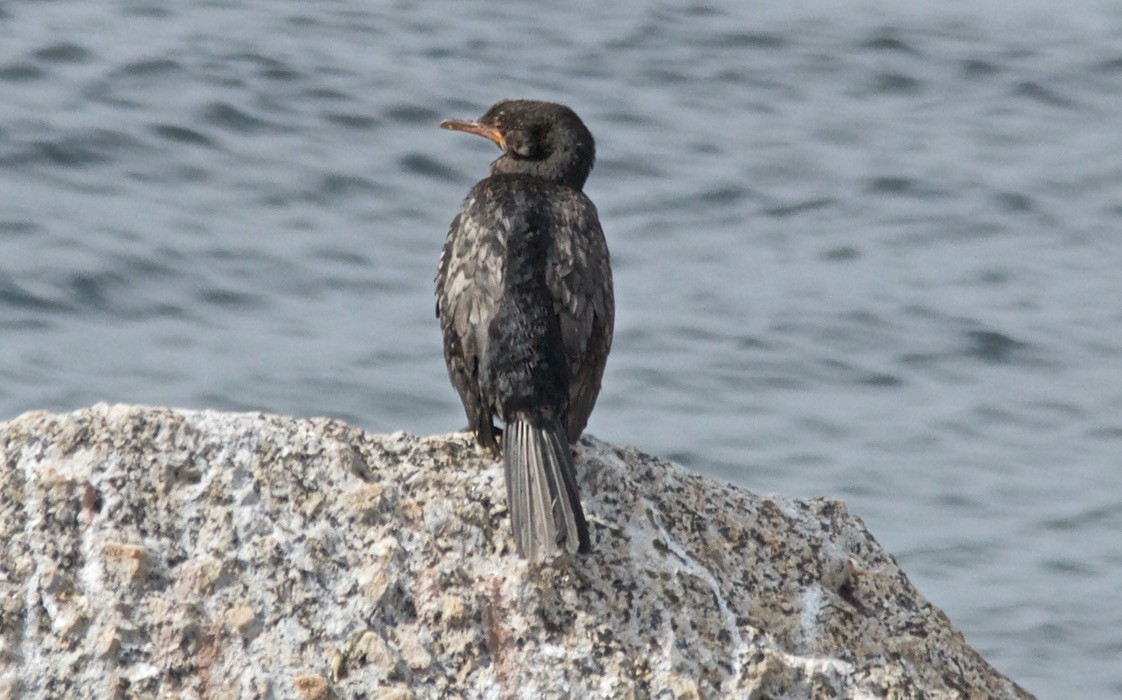 Crowned Cormorant - ML647532463