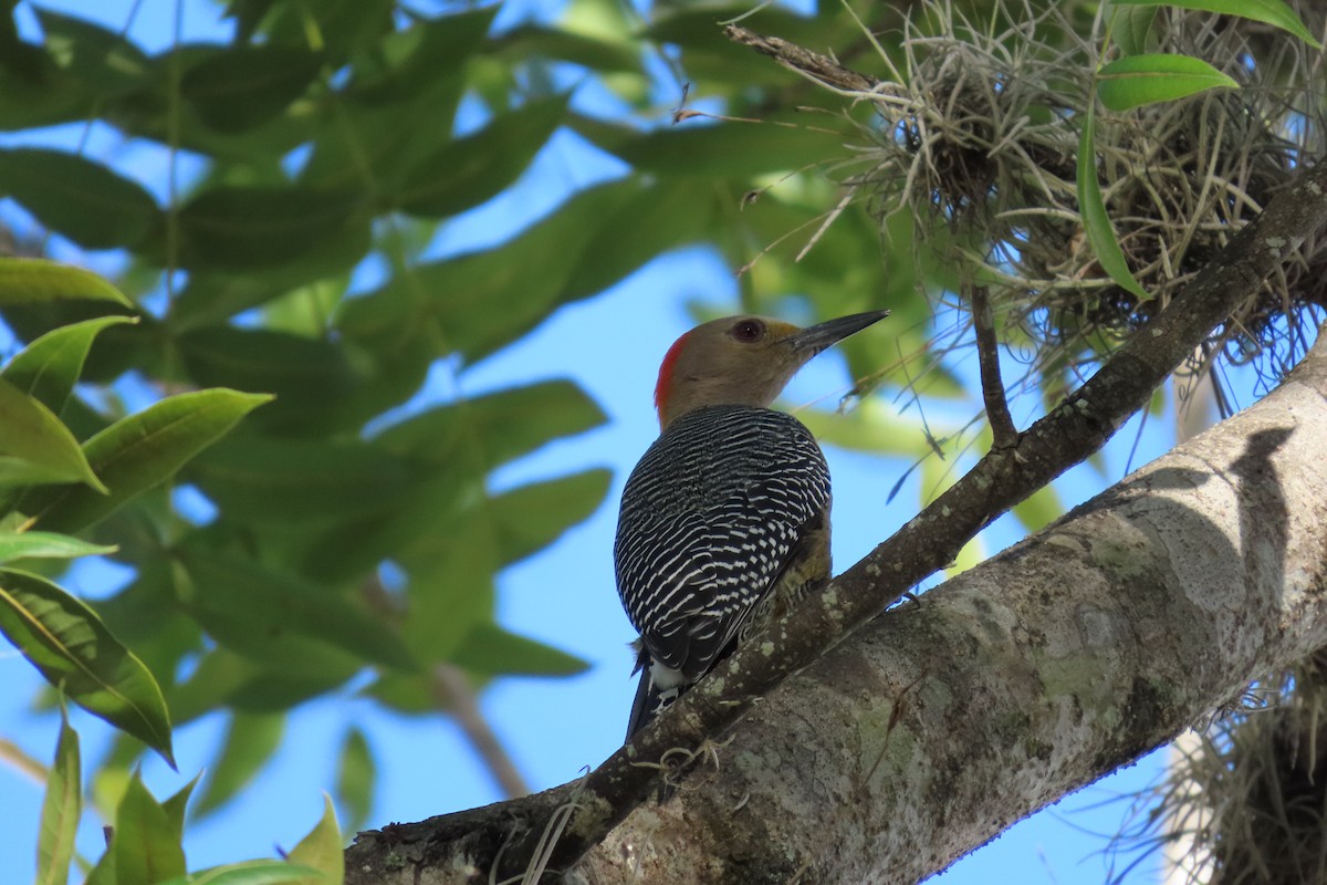 Golden-fronted Woodpecker - ML647532464