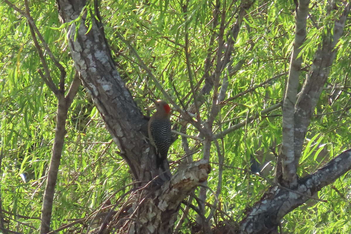 Golden-fronted Woodpecker - ML647532465