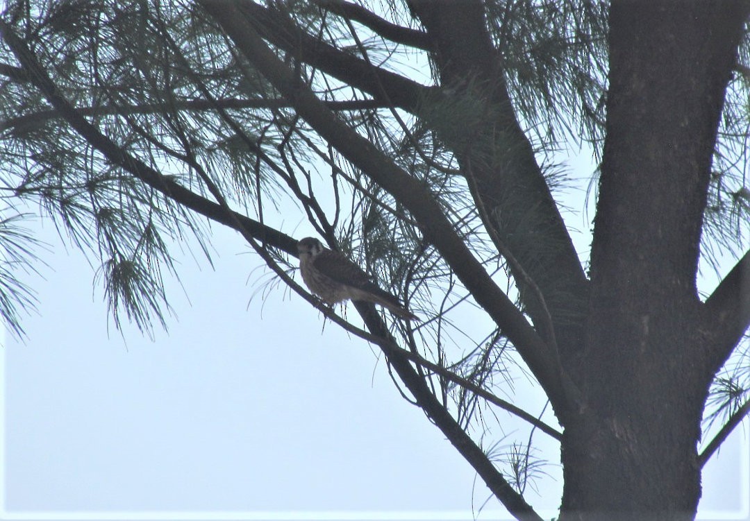 Belatz amerikarra - ML647532466