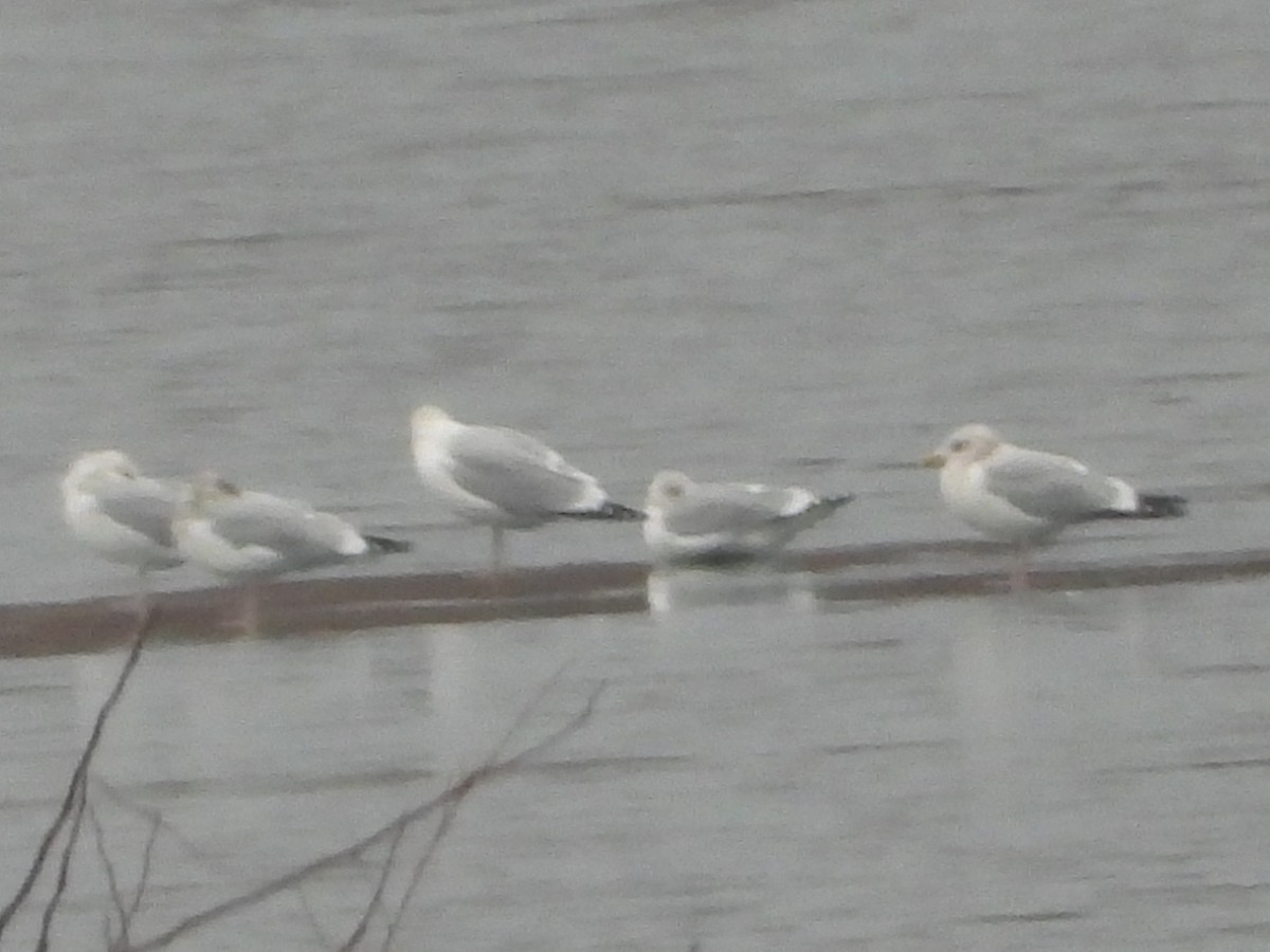 Kaio hauskara amerikarra - ML647532467