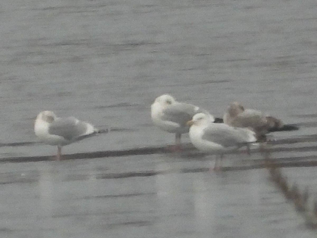 Kaio hauskara amerikarra - ML647532468