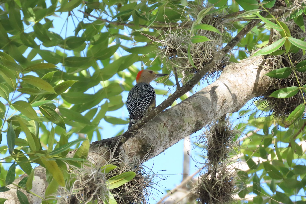 Golden-fronted Woodpecker - ML647532469