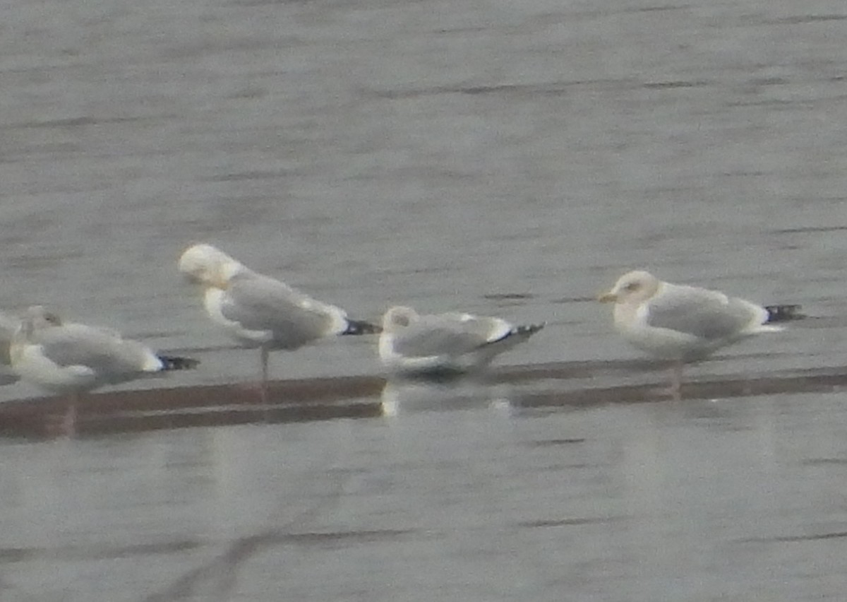 Kaio hauskara amerikarra - ML647532470