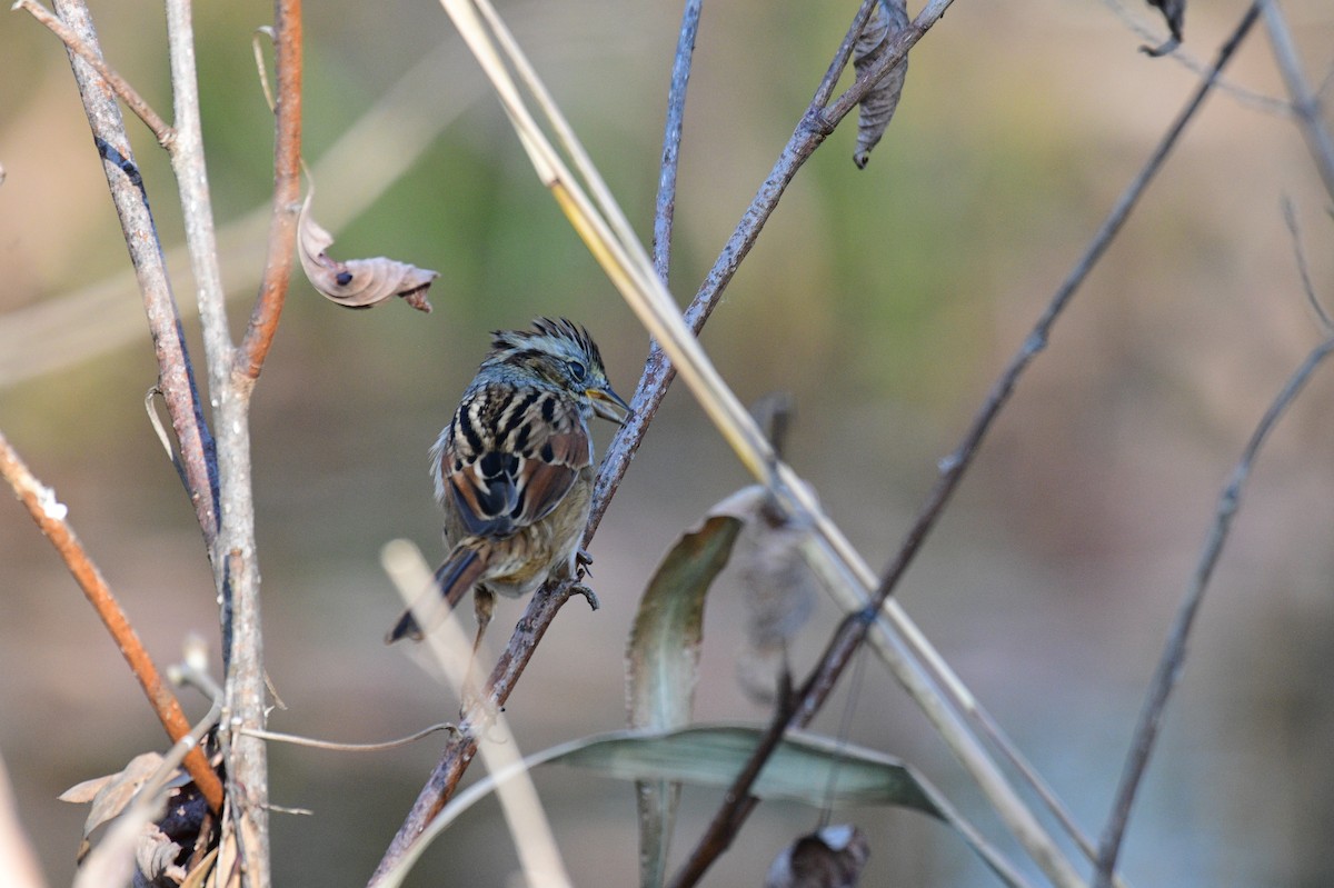 Swamp Sparrow - ML647532472