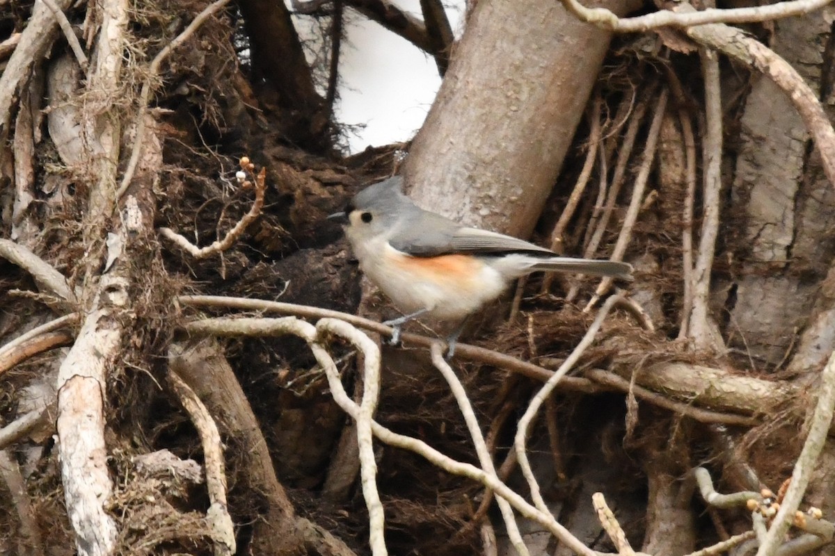 Tufted Titmouse - ML647532474
