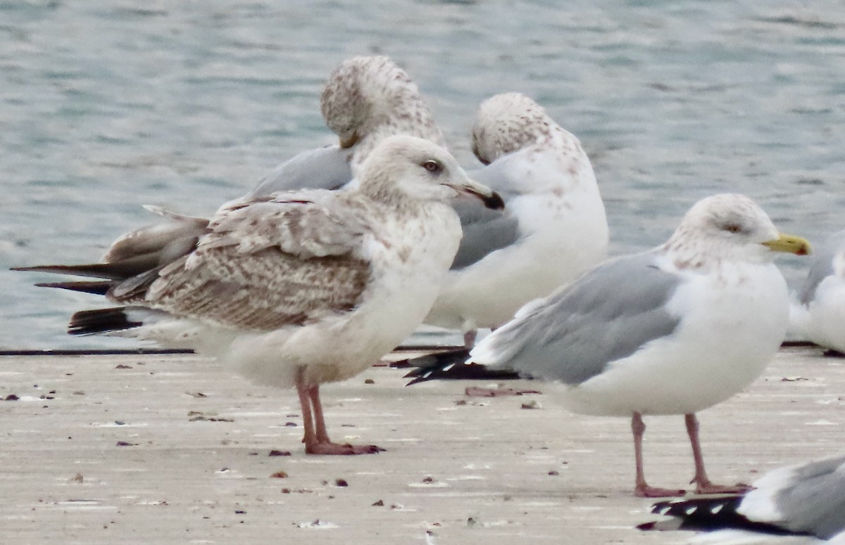 Kaio hauskara amerikarra - ML647532476