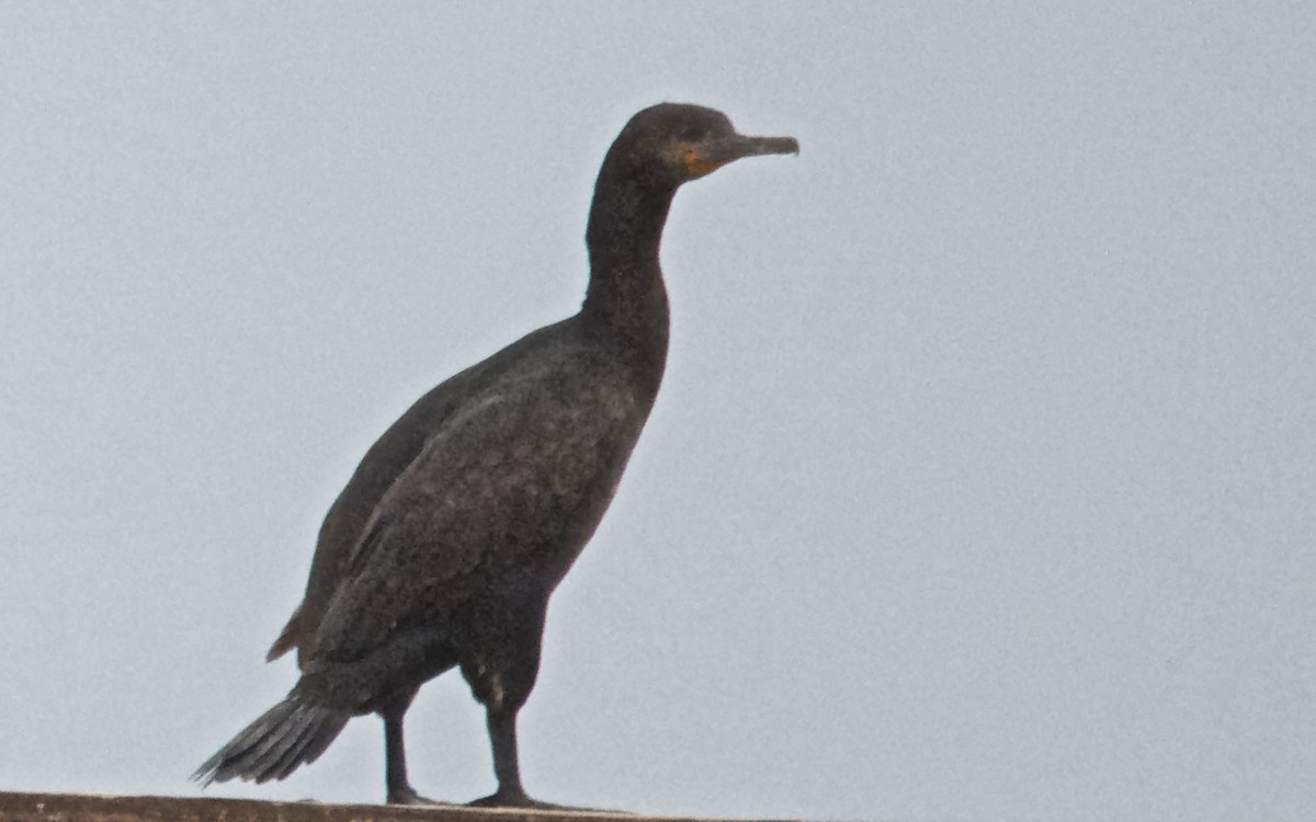 Cape Cormorant - ML647532480