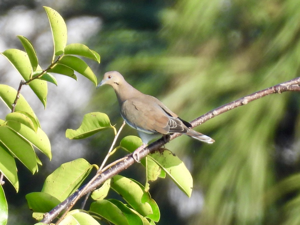 White-winged Dove - ML647532481