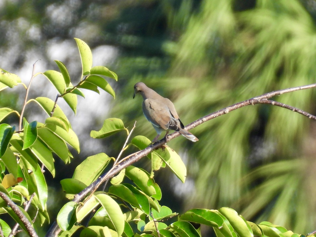White-winged Dove - ML647532482