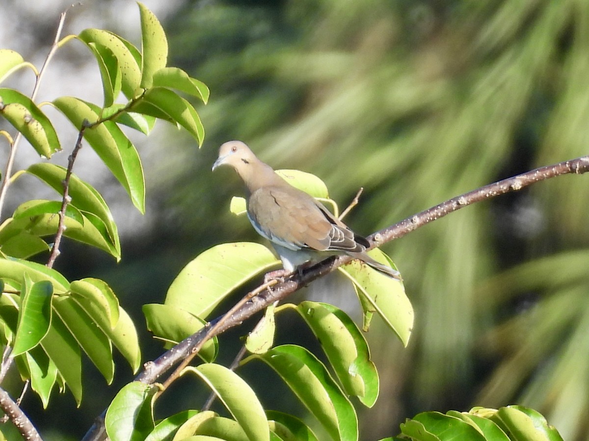 White-winged Dove - ML647532483