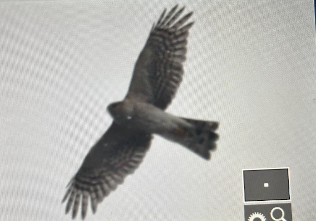 Sharp-shinned Hawk (Northern) - ML647532485