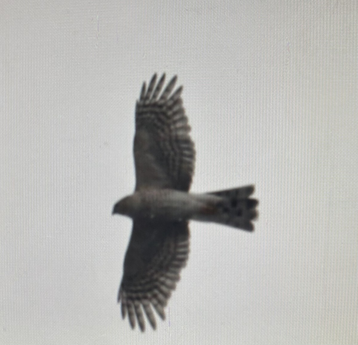 Sharp-shinned Hawk (Northern) - ML647532486