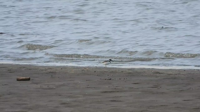 חופמי אמריקני - ML647532532