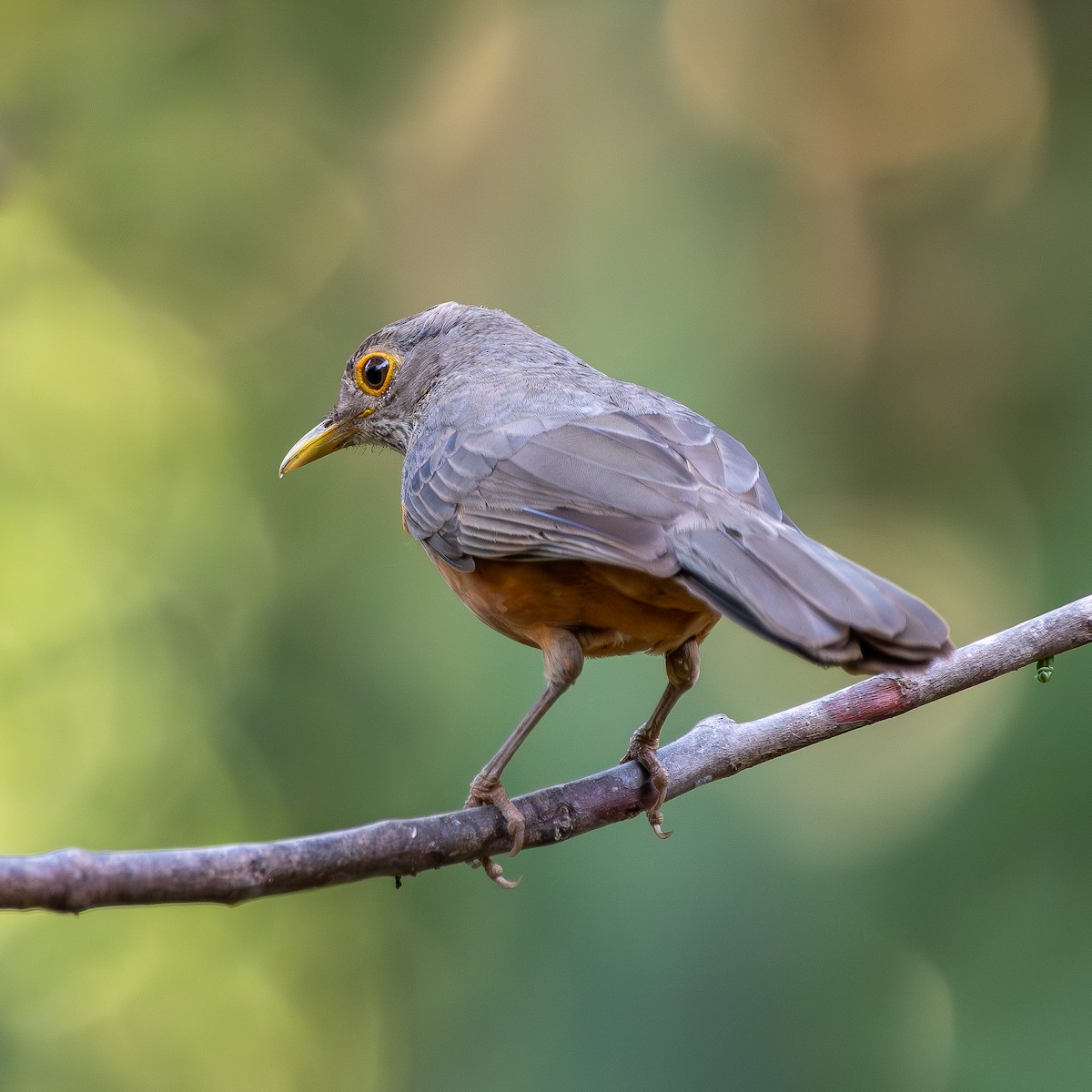 Rufous-bellied Thrush - ML647532533