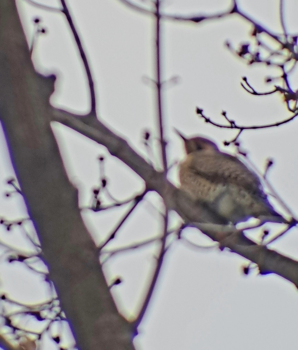 Pic flamboyant - ML647532540