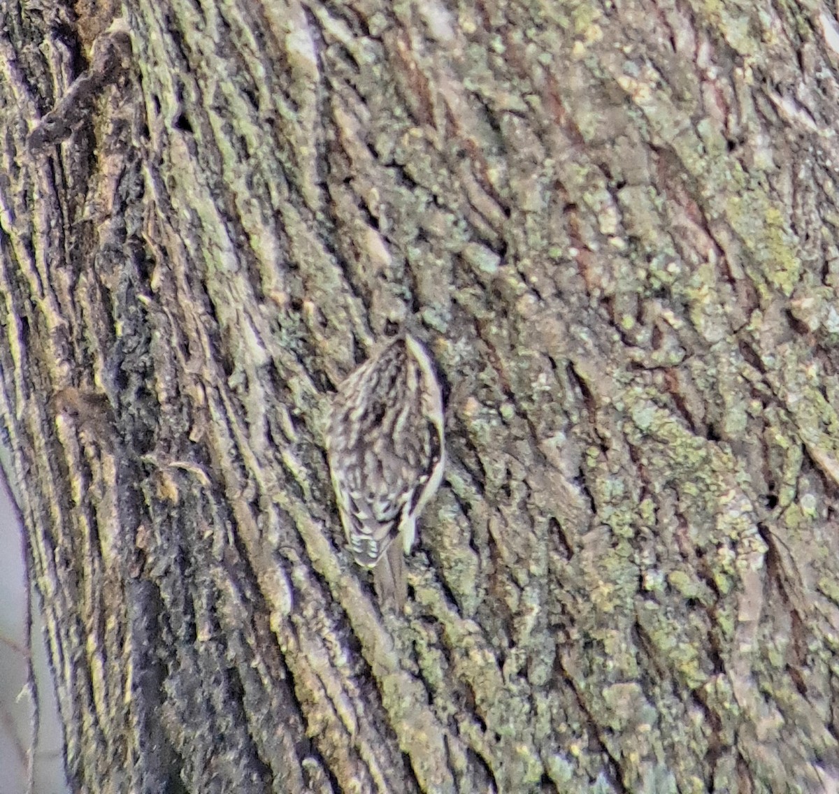 Grimpereau brun - ML647532558